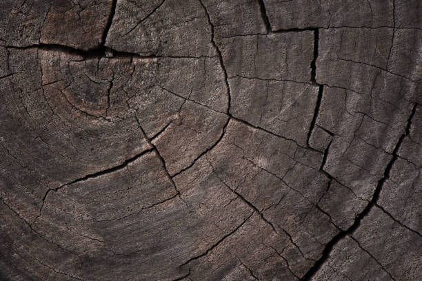 istock Old wooden texture and cross section 645673606