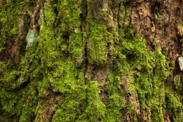 istock Closeup green moss with pine bark at the evergreen forest 645679618