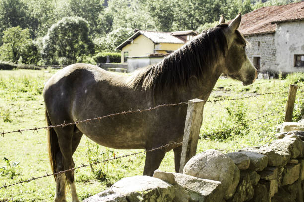 istock Horses in rural block in the field, animals and nature 645683042