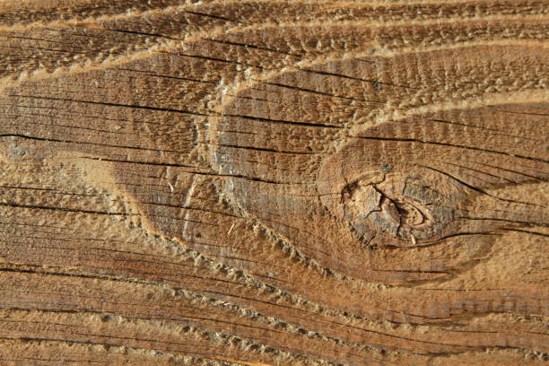 istock Wooden Texture in antique look 645686592