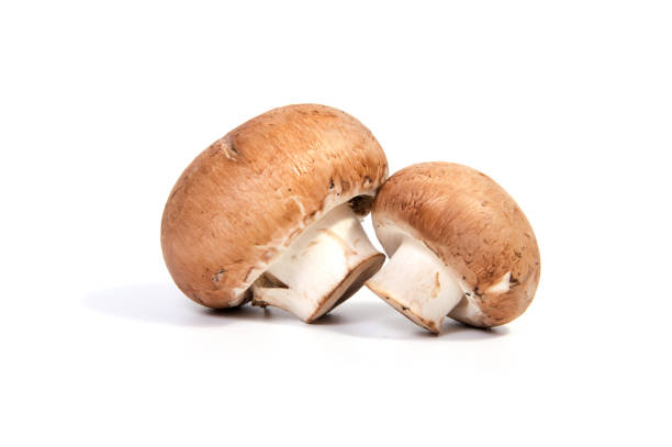 istock Set Champignon mushroom isolated on white background. 645693208
