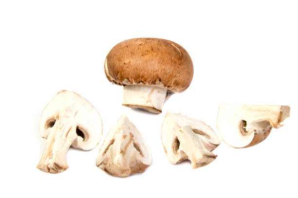istock Set Champignon mushroom isolated on white background. 645693212