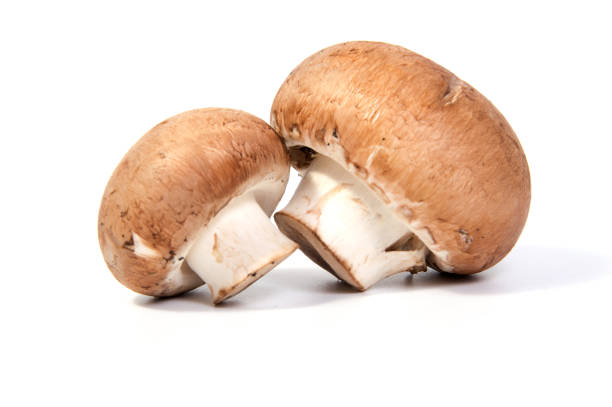 istock Set Champignon mushroom isolated on white background. 645693528