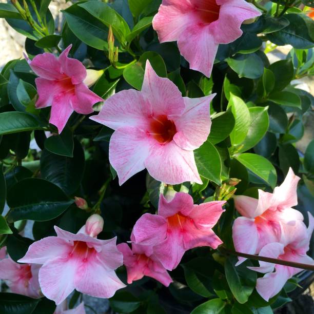 istock Flower head of a blooming Mandevilla 645698370