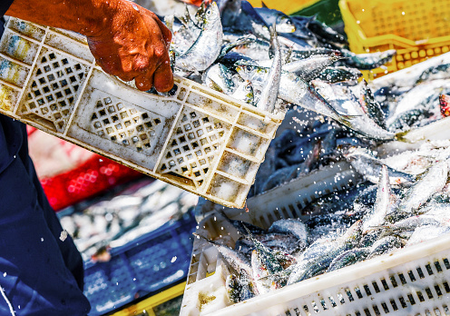 Pescadores arreglando contenedores con pescado photo
