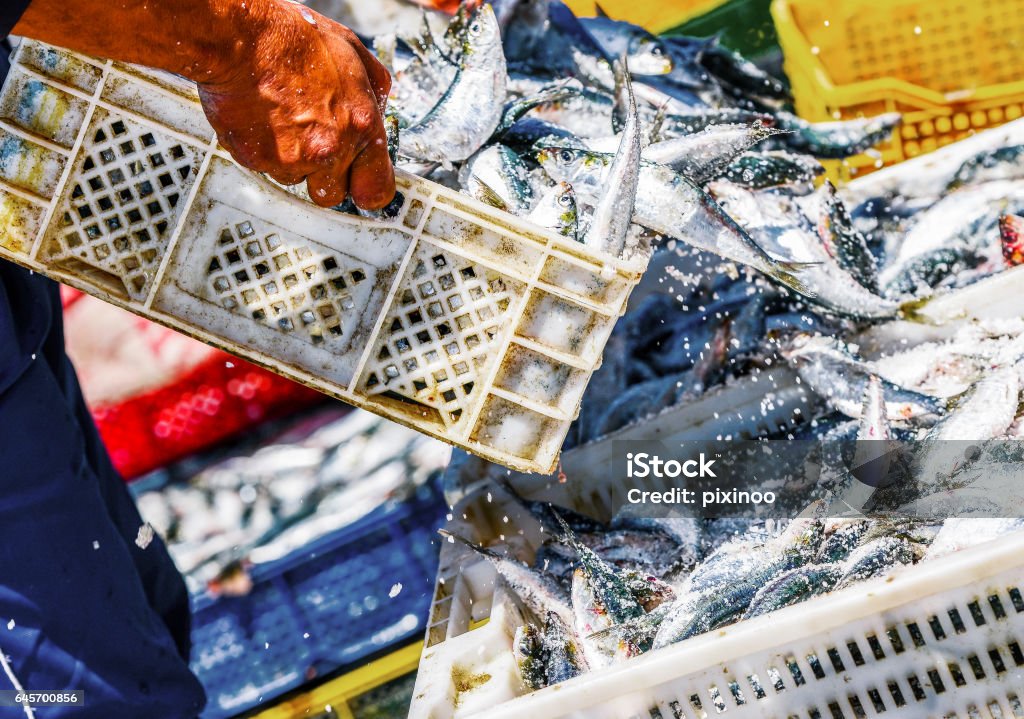 Fishermen arranging containers with fish Two fisherman arranging white containers full of fish on top of each other while coating them with salt Fishing Industry Stock Photo