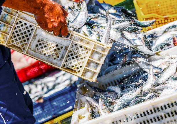 Fishermen arranging containers with fish Two fisherman arranging white containers full of fish on top of each other while coating them with salt fish trawler stock pictures, royalty-free photos & images