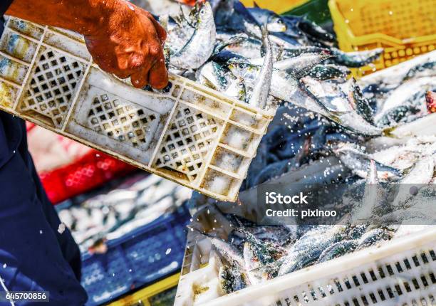 Fishermen Arranging Containers With Fish Stock Photo - Download Image Now - Fishing Industry, Fishing, Trawler