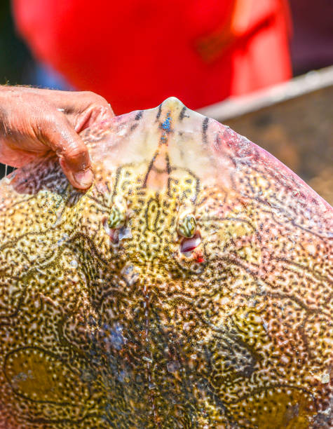 istock A huge beautiful ray fish in fisherman's hands 645700876