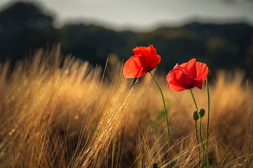 Red poppies catching the last golden sunlight in a wheat field