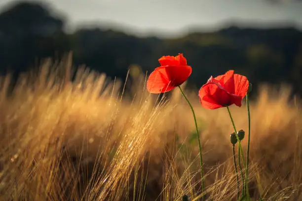 Red poppies catching the last golden sunlight in a wheat field, Hoevens, Netherlands