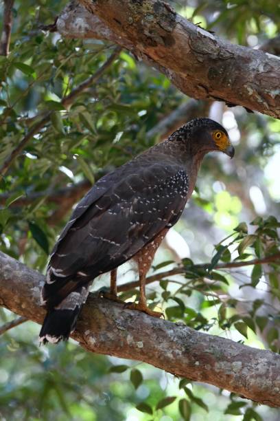 istock Crested serpent eagle, Spilornis cheela spilogaster 645701902
