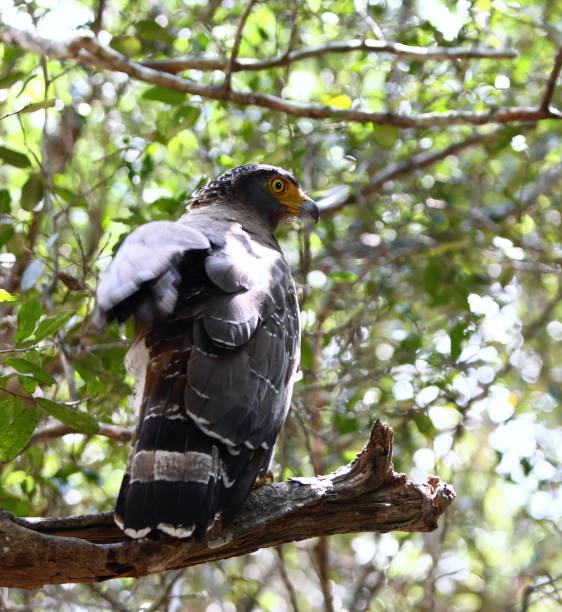 istock Crested serpent eagle, Spilornis cheela spilogaster 645701904