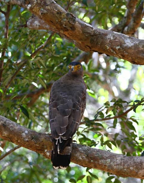 istock Crested serpent eagle, Spilornis cheela spilogaster 645701908