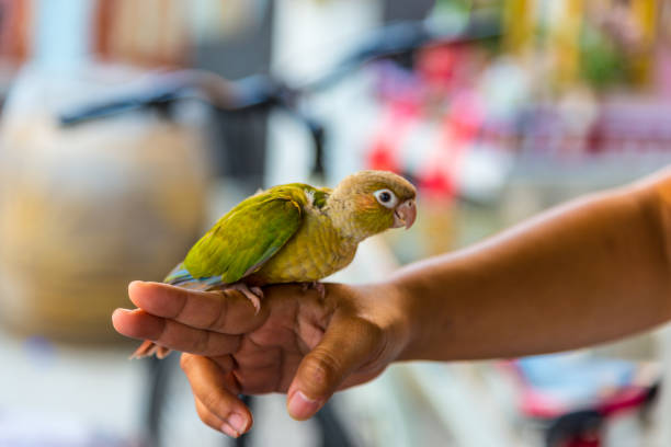 Portrait of a young woman at home with her green-cheek Conure named Momo.