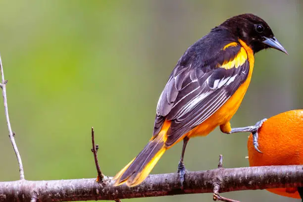 Northern Oriole bird standing on a branch feeding on an orange.