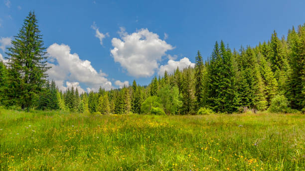 istock Elatia wood - Karantere 645704868