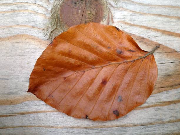 istock Leaf of a beech tree in extreme closeup 645705096