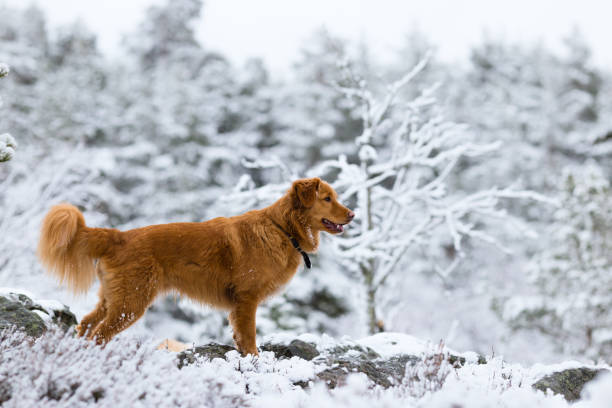 chien de toller marche en plein air - snow dog walking running photos et images de collection