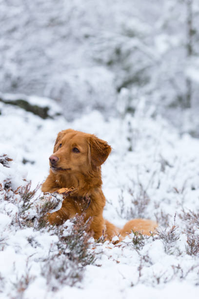 chien de toller nouvelle-écosse marche - snow dog walking running photos et images de collection
