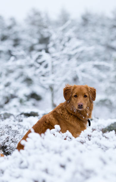 chien de toller marche en plein air - snow dog walking running photos et images de collection