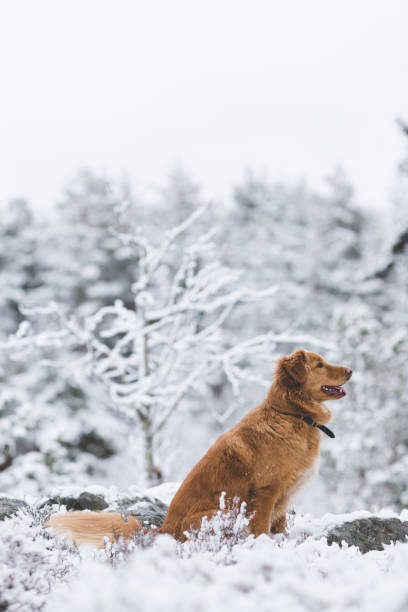 chien de toller marche en plein air - snow dog walking running photos et images de collection