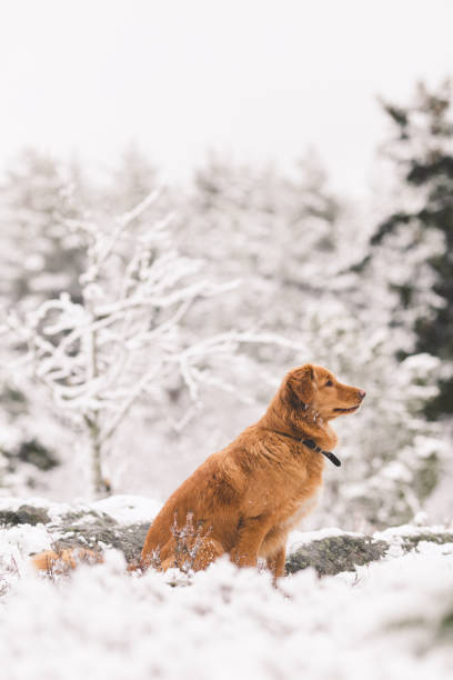 istock nova scotia toller dog walking 645709080