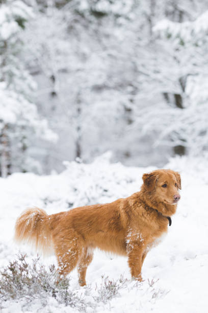 istock toller dog walking outdoors 645709122