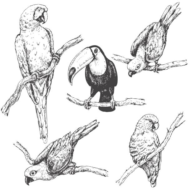 papugi i toucan szkic - egzotyczny ptak obrazy stock illustrations
