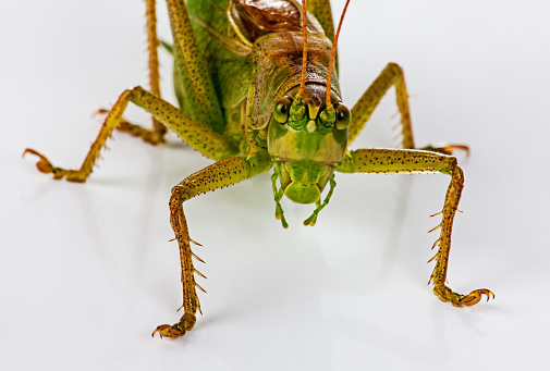 The green grasshopperon on white
