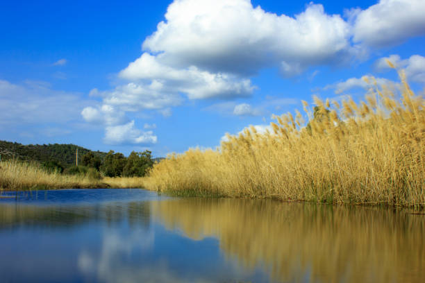 Morning landscape with river and reeds on the beach stock photo