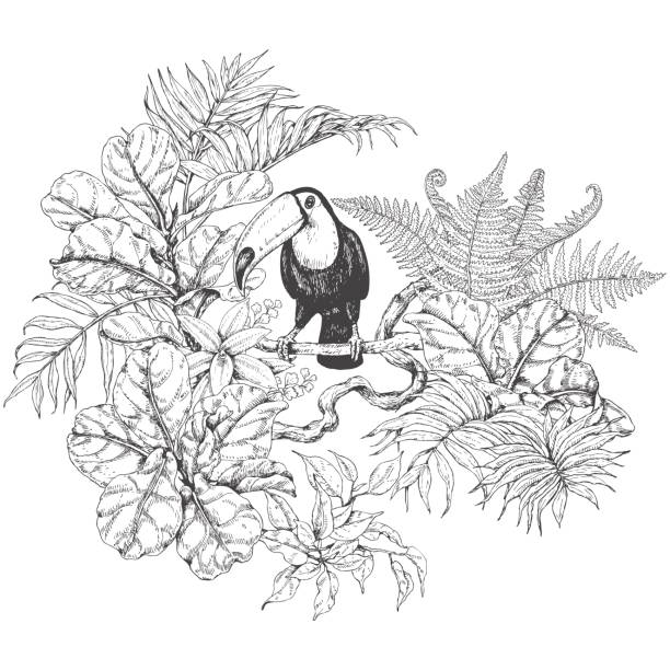 Tropical Plants  and  Sitting Toucan Hand drawn branches and leaves of tropical plants. Monochrome floral bunch with bird.  Toucan sitting on liana branch. Black and white coloring page for adult. Vector sketch. amazonia stock illustrations