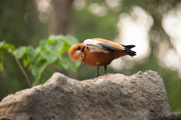 The ruddy shelduck (Tadorna ferruginea), known in India as the Brahminy duck, is a member of the family Anatidae.