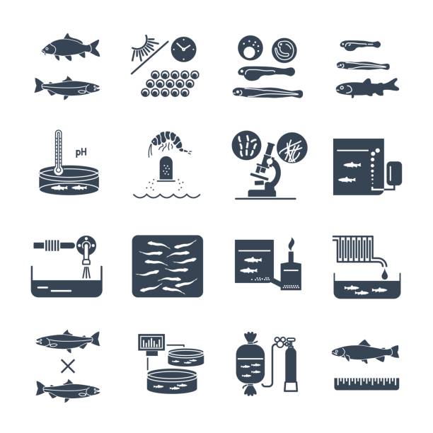 set of black icons aquaculture, fish farming set of black icons aquaculture production process, fish farming hatchery stock illustrations