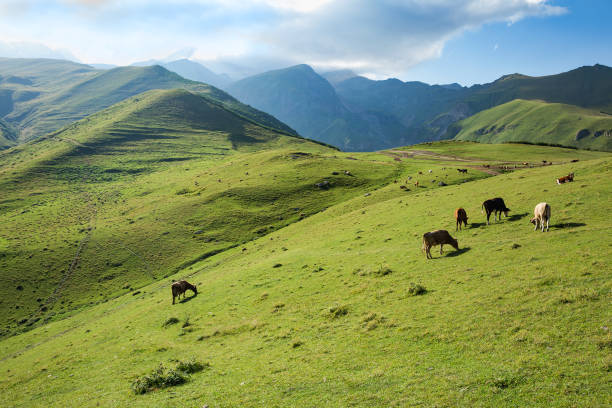 istock Cows grazing on a green slope of mountains 645720648