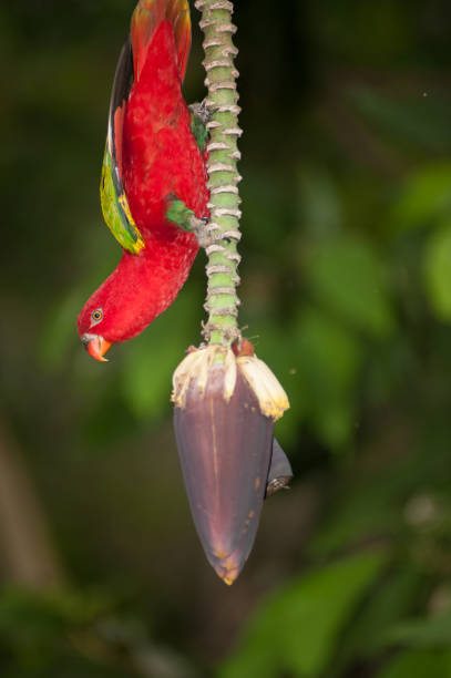 istock Portrait of Chattering red Lory Lorius garrulus on a banana. 645723344