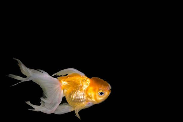 istock Goldfish,Carassius auratus auratus - gold fish isolate black background 645724048