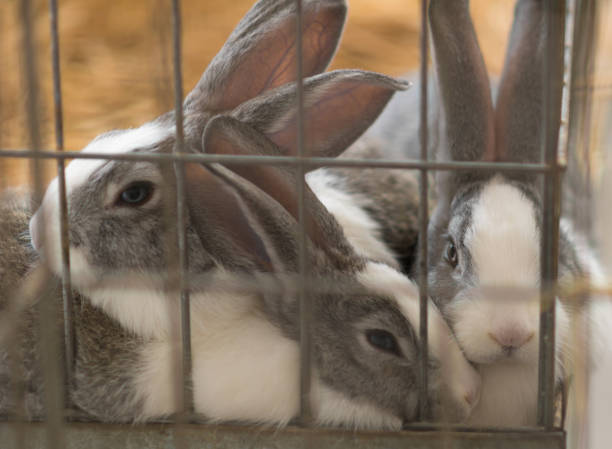 pet rabbits in cage on village market