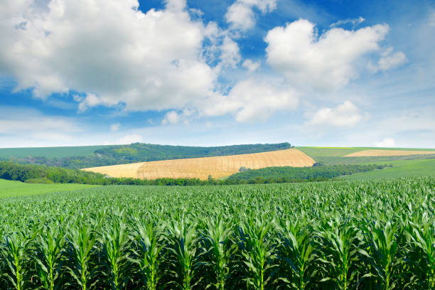 istock Corn field in the picturesque hills and white clouds 645729234