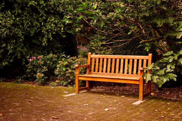 istock Wooden bench in beautiful summer park 645729268