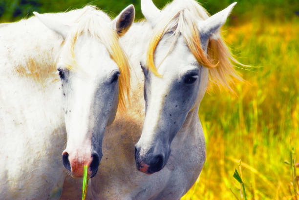 istock Camargue horses couple hugging himself 645729382
