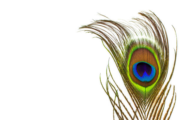 istock Beautiful exotic peacock feathers isolated on white background 645731664