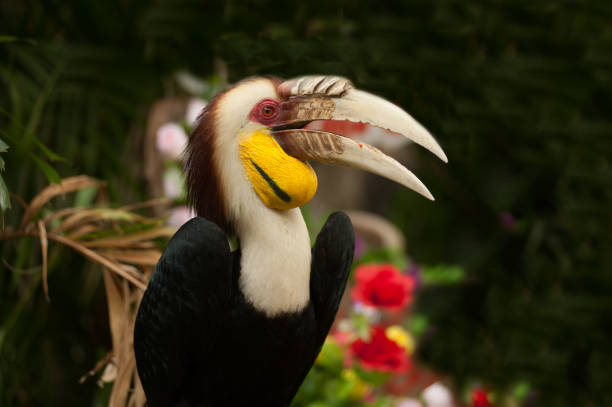 Wreathed hornbill (Rhyticeros undulatus) or the bar-pouched wreathed hornbill. Thailand. The rhinoceros hornbill (Buceros rhinoceros) is a large species of forest hornbill (Bucerotidae). In captivity it can live for up to 35 years.Found in Thailand rain forest. wreathed hornbill stock pictures, royalty-free photos & images