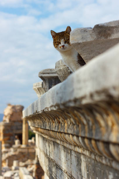 The Celsus Library of Ephesus Ancient City And Cute  Cat stock photo