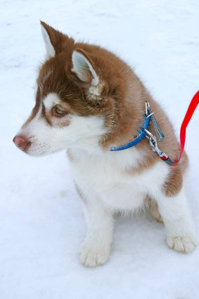 istock Siberian husky sitting on the snow 645745272