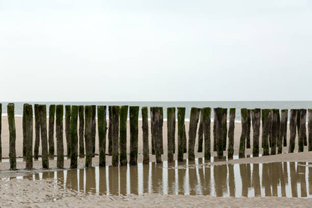 istock Timber Piles in North Sea Water/ Netherlands 645748408