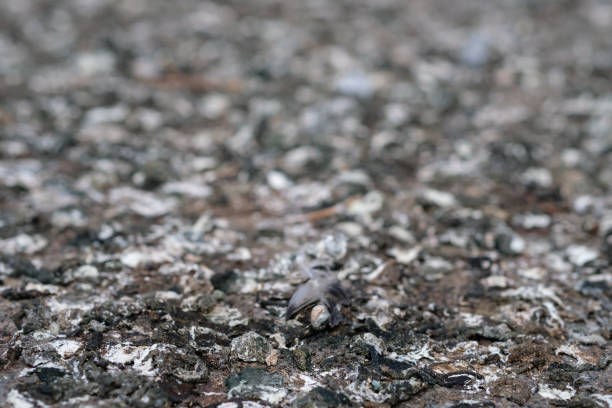 Closeup of shit from doves with a feather