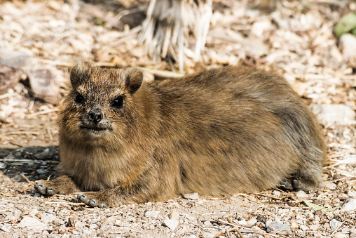 The Rock Hyrax Resting In A Rocky Desert Stock Photo - Download Image Now -  Animal, Animal Body Part, Animal Head - iStock