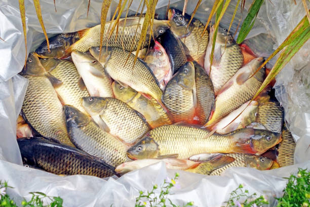 istock Carp has tasty dietary meat 645749054