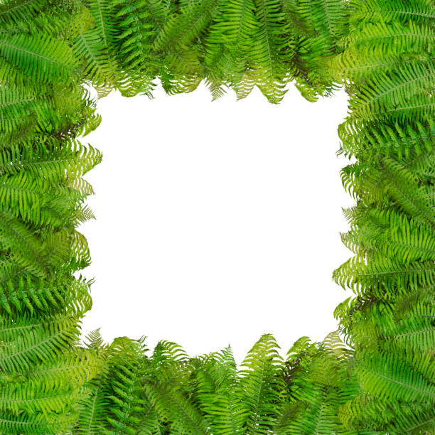 istock Fern Halloween autumn photo frame abstract isolated on white  collage 645749306